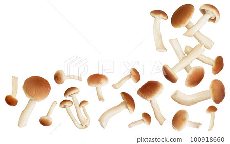 honey fungus mushrooms isolated on white background . Top view with copy space for your text. Flat lay. 100918660