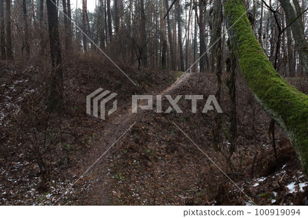 Pathway in the forest, spring woods atmosphere Pathway in the forest, spring woods atmosphere 100919094