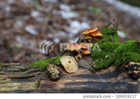 Velvet shank moss and snow, red mushroom Velvet shank moss and snow, red mushroom 100919217