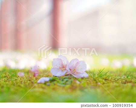櫻桃花瓣 櫻桃花瓣 100919354