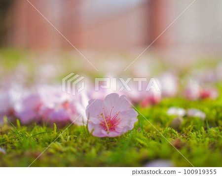 櫻桃花瓣 100919355