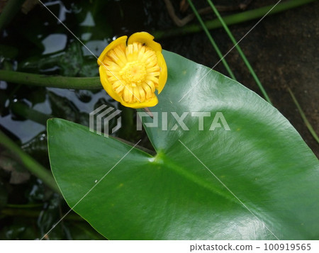 Seiyōkōhone 100919565