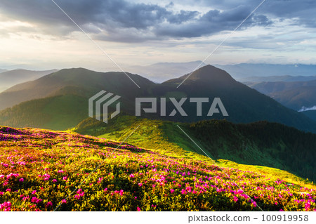 Incredible landscape with magic pink rhododendron flowers 100919958