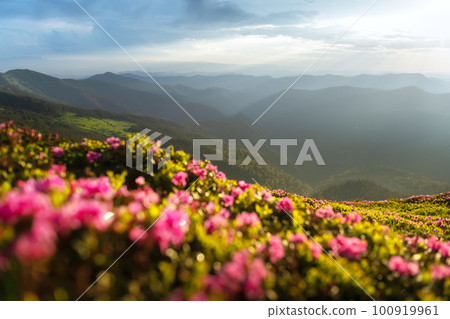 Magic pink rhododendron flowers blooming Magic pink rhododendron flowers blooming 100919961