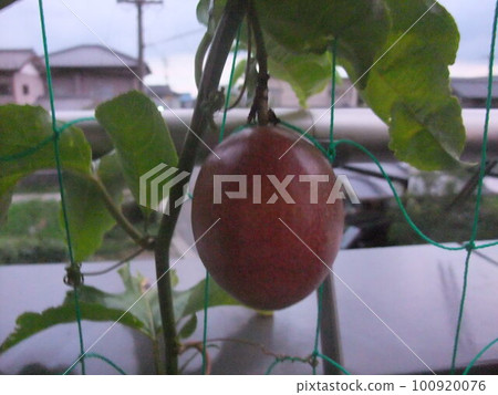 passion fruit  100920076