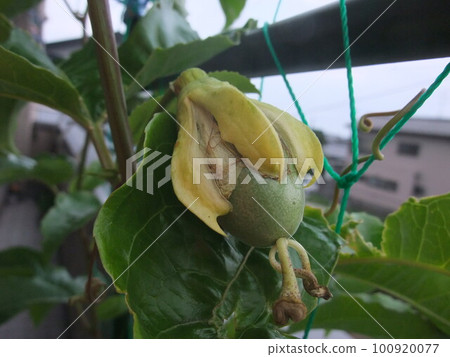 passion fruit  100920077