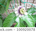 Passion fruit flowers 100920078