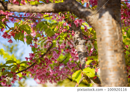 沐浴在春天陽光下的河津櫻花【春景】 沐浴在春天陽光下的河津櫻花【春景】 100920116