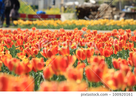 Negarami Mae Paddy Hamura Tulip Park Negarami Mae Paddy Hamura Tulip Park 100920161