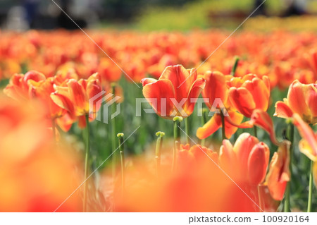Negarami Mae Paddy Hamura Tulip Park Negarami Mae Paddy Hamura Tulip Park 100920164