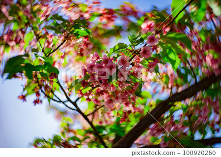 Kawazu cherry blossoms in full bloom against the blue sky [Spring image] 100920260