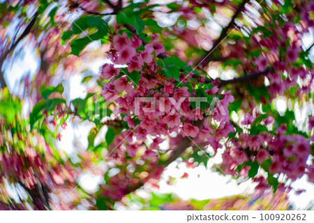 Kawazu cherry blossoms in full bloom against the blue sky [Spring image] 100920262