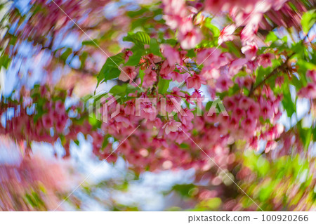 Kawazu cherry blossoms in full bloom against the blue sky [Spring image] 100920266