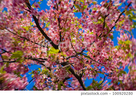 Kawazu cherry blossoms in full bloom against the blue sky [Spring image] 100920280