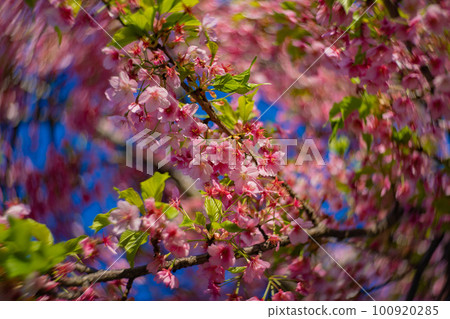 Kawazu cherry blossoms in full bloom against the blue sky [Spring image] 100920285