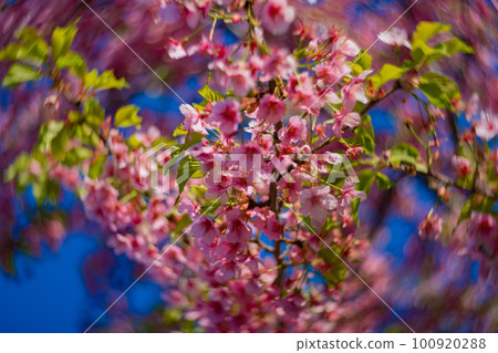 Kawazu cherry blossoms in full bloom against the blue sky [Spring image] 100920288
