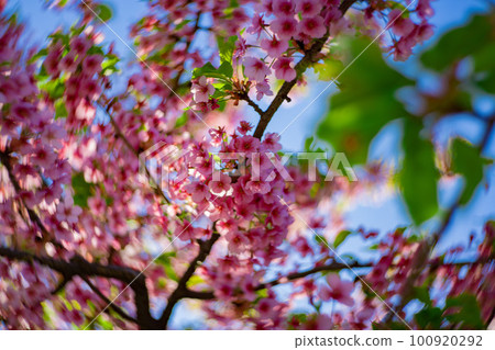 Kawazu cherry blossoms in full bloom against the blue sky [Spring image] 100920292