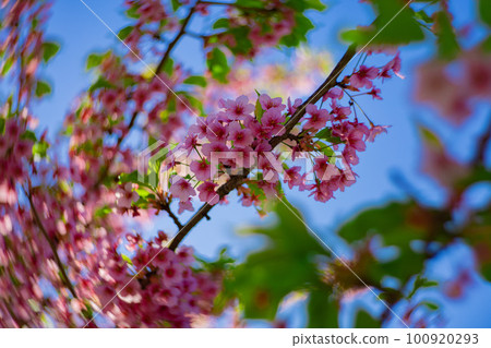 河津櫻花盛開在藍天[春天的形象] 100920293