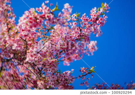 河津櫻花盛開在藍天[春天的形象] 100920294