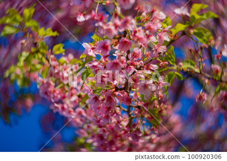 Kawazu cherry blossoms in full bloom against the blue sky [Spring image] 100920306