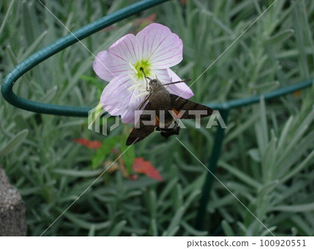 Sparrow Sparrow 100920551