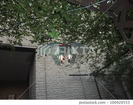 Swallowtail butterfly  100920553