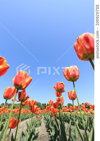 Red tulip 100920788