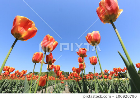 Red tulip 100920790