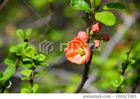 模糊的鮮花 100921065