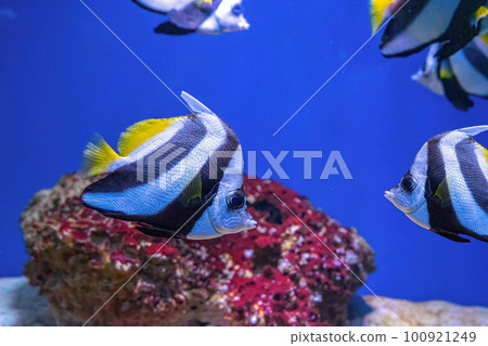 Heniochus acuminatus, Pennant coralfish, reef bannerfish, coachman in blue ocean water Heniochus acuminatus, Pennant coralfish, reef bannerfish, coachman in blue ocean water 100921249