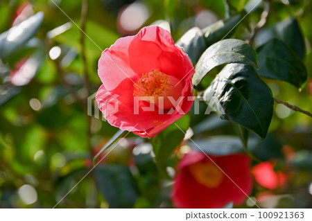 紅山茶花 100921363