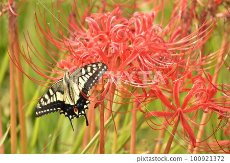 Higanki flower and swallowtail butterfly 100921372