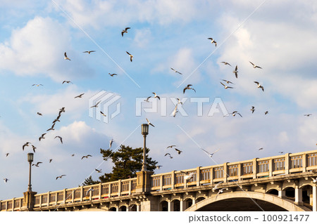 Many seagulls flying over the bridge 100921477