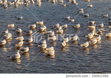 A flock of seagulls on the surface of the water bathing in the setting sun 100921488