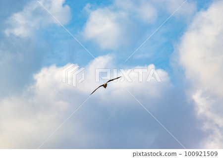 A seagull flying in the sky with clouds A seagull flying in the sky with clouds 100921509