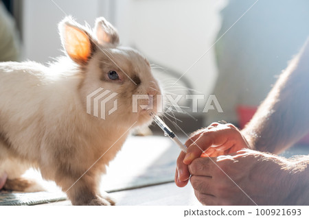 A man gives a rabbit medicine from a syringe. Bunny drinks from a syringe.  100921693