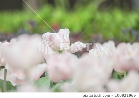 a Triumph tulips Proud bloom in a garden in spring a Triumph tulips Proud bloom in a garden in spring 100921969