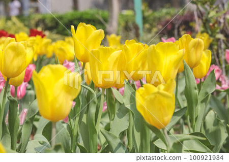 a Triumph tulips Proud bloom in a garden in spring a Triumph tulips Proud bloom in a garden in spring 100921984
