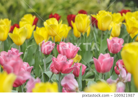 a Triumph tulips Proud bloom in a garden in spring a Triumph tulips Proud bloom in a garden in spring 100921987