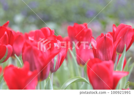 a Triumph tulips Proud bloom in a garden in spring a Triumph tulips Proud bloom in a garden in spring 100921991