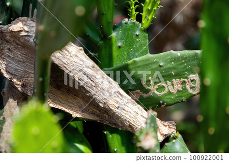Name Young carved by a vandal in an opuntia cactus on Valentines Day. A word young written on a prickly pear plant close-up 100922001