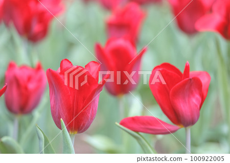 a Triumph tulips Proud bloom in a garden in spring a Triumph tulips Proud bloom in a garden in spring 100922005