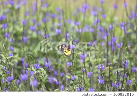 a Photo of stachytarpheta cayennensis flower at spring 100922010