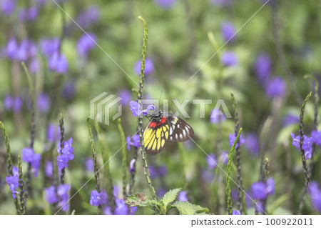 a Photo of stachytarpheta cayennensis flower at spring 100922011
