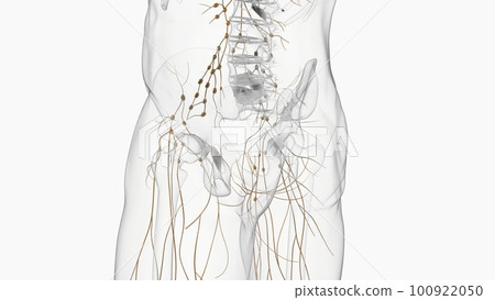 Human lymph nodes anatomy for medical concept 3D rendering 100922050