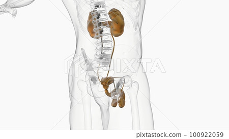 Male Reproductive System Anatomy For Medical Concept 3D Rendering Male Reproductive System Anatomy For Medical Concept 3D Rendering 100922059