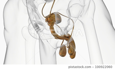 Male Reproductive System Anatomy For Medical Concept 3D Rendering Male Reproductive System Anatomy For Medical Concept 3D Rendering 100922060