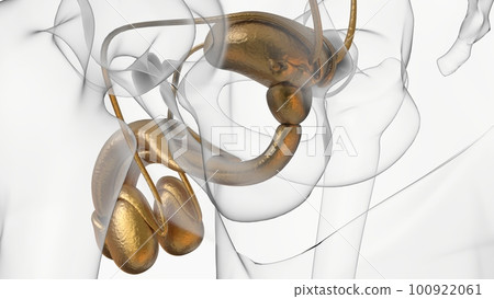 Male Reproductive System Anatomy For Medical Concept 3D Rendering Male Reproductive System Anatomy For Medical Concept 3D Rendering 100922061