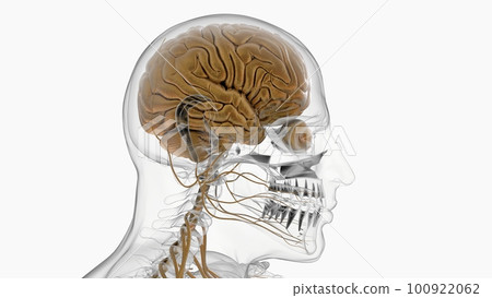 Human brain anatomy for medical concept 3D rendering Human brain anatomy for medical concept 3D rendering 100922062