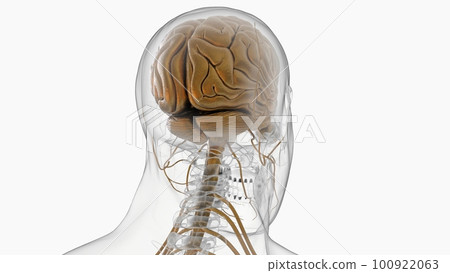 Human brain anatomy for medical concept 3D rendering Human brain anatomy for medical concept 3D rendering 100922063